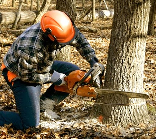 Tree Removal in Marion, IL